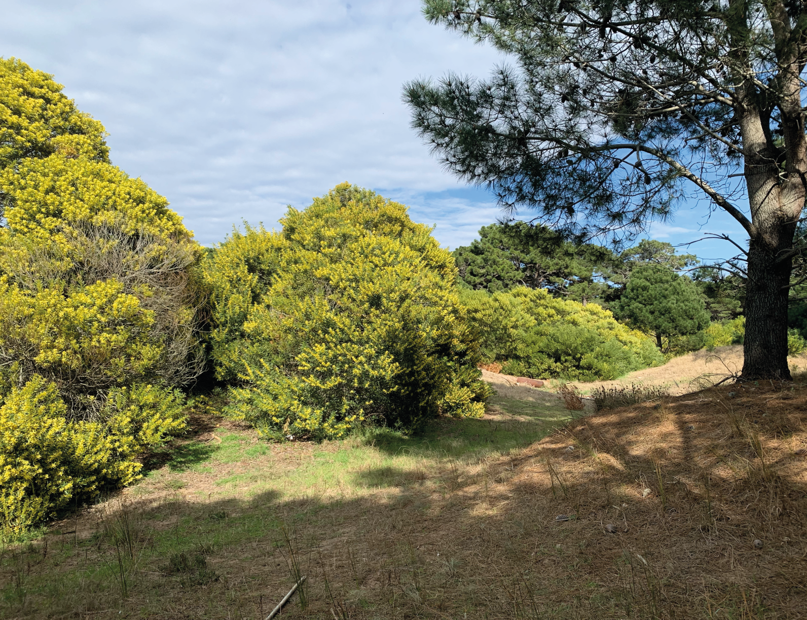 AVANCE_Mesa de trabajo 1 copia 2