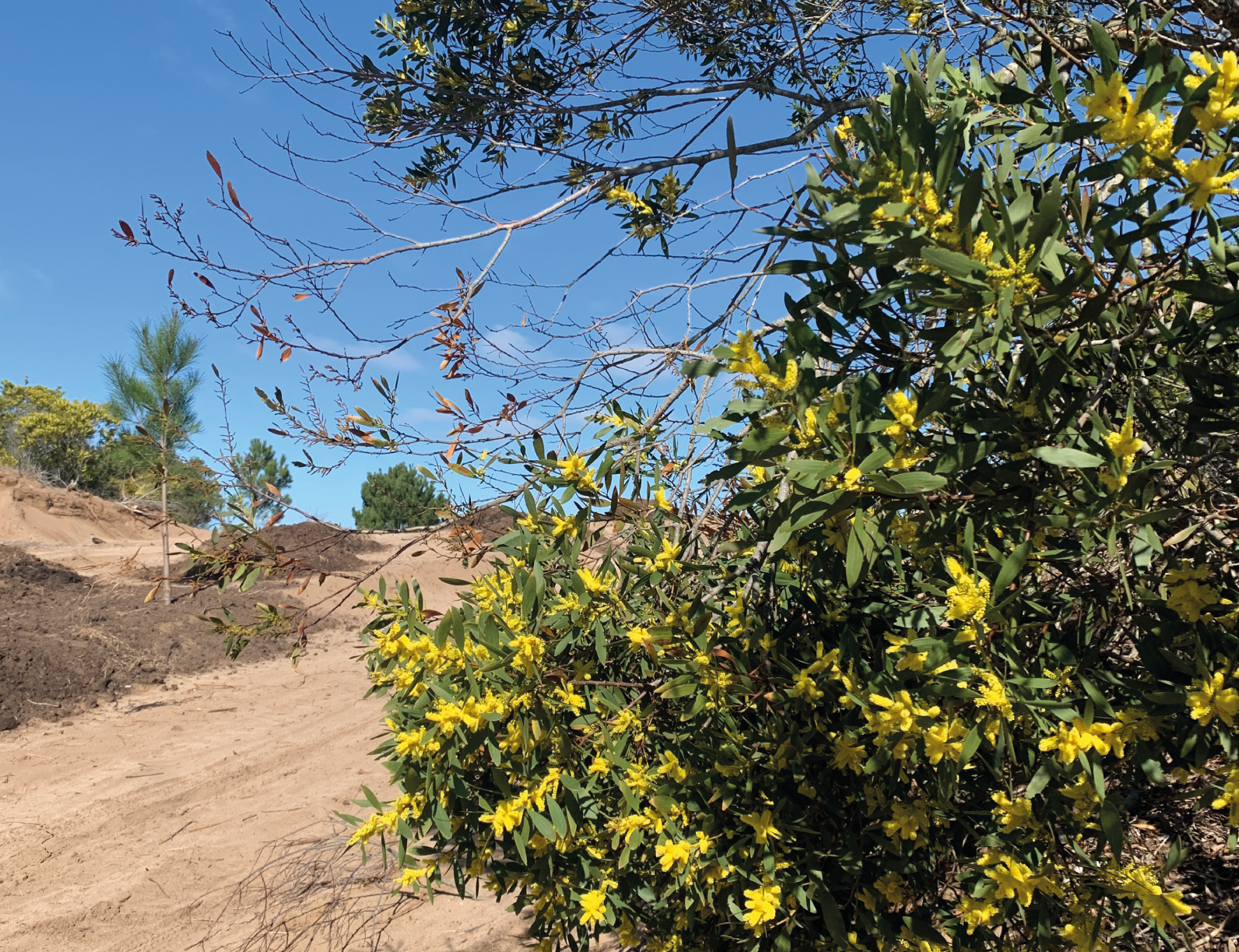 AVANCE_Mesa de trabajo 1 copia