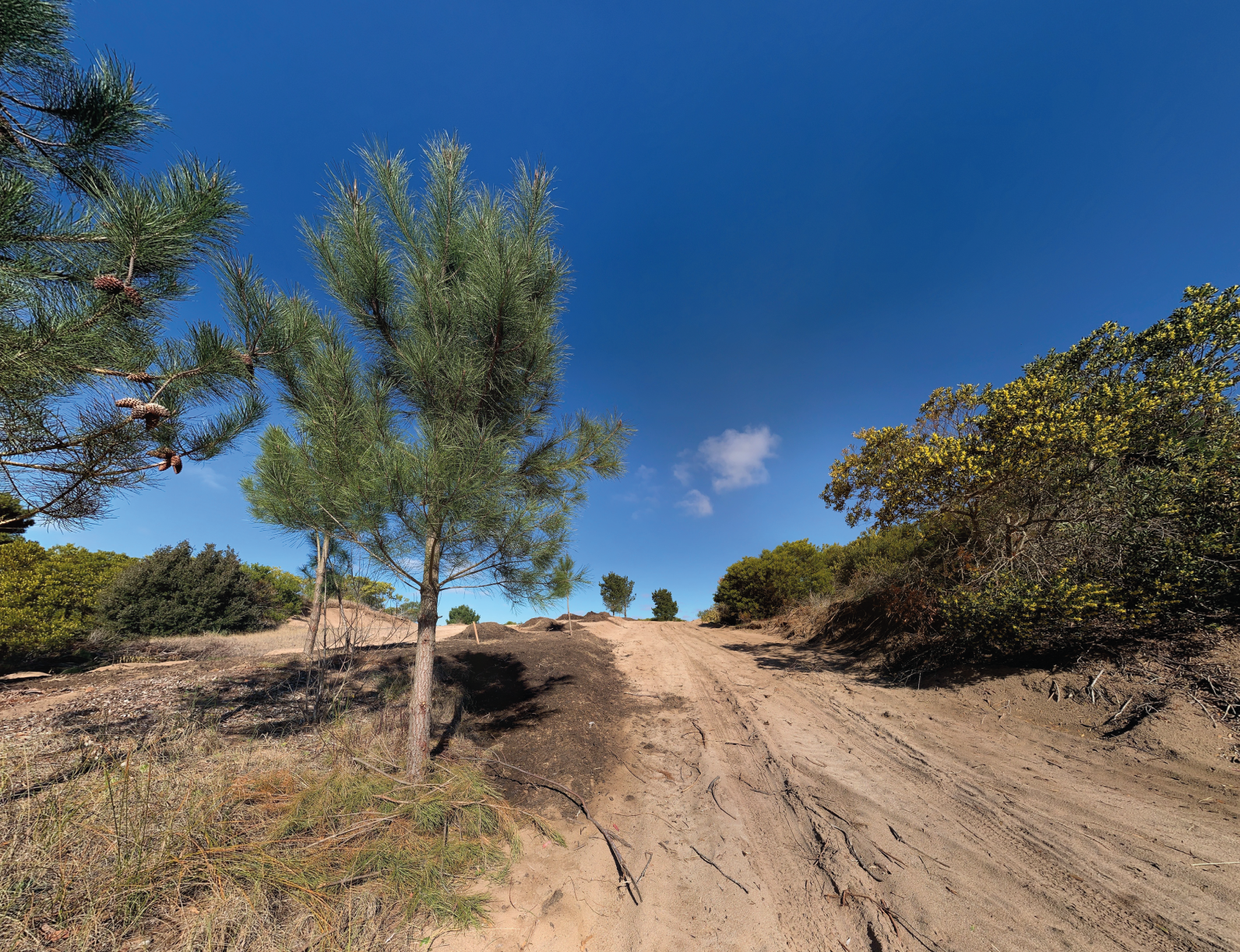 AVANCE_Mesa de trabajo 1